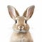 Photorealistic Bunny Face Drawing On White Background