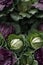 Photorealistic Detailed Seamless Pattern of Cabbage