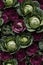 Photorealistic Detailed Seamless Pattern of Cabbage
