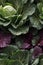 Photorealistic Detailed Seamless Pattern of Cabbage