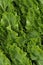 Photorealistic Detailed Seamless Pattern of Escarole