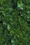 Photorealistic Detailed Seamless Pattern of Kale