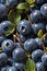 Photorealistic Detailed Seamless Patterns of Blueberries