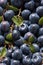 Photorealistic Detailed Seamless Patterns of Blueberries