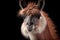 A photorealistic generative ai illustration of a majestic llama, beautifully rendered with intricate details, standing