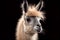 A photorealistic generative ai illustration of a majestic llama, beautifully rendered with intricate details, standing