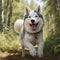 A photorealistic happy Husky dog in natural setting by AI generated