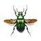 Photorealistic illustration of insect on white background. Top view