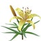 Photorealistic illustration of yellow tiger lily isolated on white background