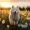 A photorealistic image of a Samoyed puppy running through a field of wildflowers in the golden hour by AI generated