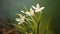 Photorealistic Macro Of Beautiful Blooming White Flowers