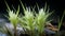 Photorealistic Macro Of Bioluminescent Yucca Eleocharis Ovata Plant