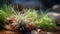 Photorealistic Macro Of Hanging Air Plant With Rocks