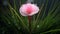 Photorealistic Macro Of Pink Flower With Water Drops