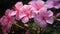 Photorealistic Macro Of Pink Geraniums In Yuan Dynasty Style