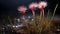 Photorealistic Macro Of Three Flowers With Long Stems