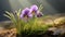 Photorealistic Macro Of Three Purple Pansies In A Field