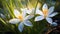 Photorealistic Macro: White Lilies Brightening The Grass