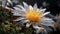 Photorealistic Macro Of Yellow And White Chrysanthemum With Water Droplets