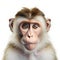Photorealistic Monkey Portrait: Detailed Scientific Rendering With Caricature Faces