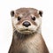 Photorealistic Otter Head Illustration On White Background