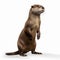 Photorealistic Otter Rendering On White Background
