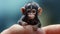 Photorealistic Painting Of A Chimp Sitting On A Finger