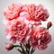 Photorealistic Pink Carnations Illustration On White Background