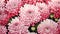 Photorealistic Pink Flower Mural: Chrysanthemum Coloring Page