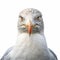 Photorealistic Portraiture Of A White Seagull In Close-up