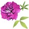 Photorealistic purple petunia