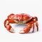 Photorealistic Red Crab Isolated On White Background