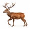Photorealistic Red Deer Walking On White Background With Antlers