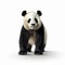 Photorealistic Rendering Of A Panda: National Geographic Style