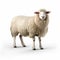 Photorealistic Rendering Of A Sheep On A White Background