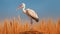 Photorealistic Rendering Of White Stork On Wheat Bundle