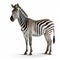 Photorealistic Zebra Standing In Front Of A White Background