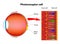 Photoreceptor cells in the retina of the eye