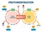 Photorespiration vector illustration. Labeled photosynthesis education scheme