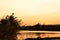 Photos of backlit views of rice fields after evening sunset