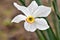 Photos with a beautiful, gentle and lonely flower of a white narcissus jonquilla, jonquil, rush daffodil