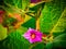 Photos of brinjal flower in india