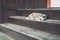 Photos of cats in the Russian monastery