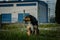 Photos of a dog in nature. A walk by the river Vuka, Slavonia, Croatia.