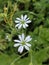 Photos from fairy mountain [The Wood Stitchwort ]