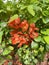 Photos of a flowering bush of Japanese quince. Red quince flowers