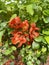 Photos of a flowering bush of Japanese quince. Red quince flowers