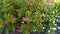 Photos of flowers on my dacha plot