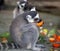 Photos of funny lemurs