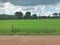 Photos of green rice fields used to make the background.